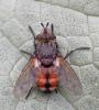 Peleteria rubescens